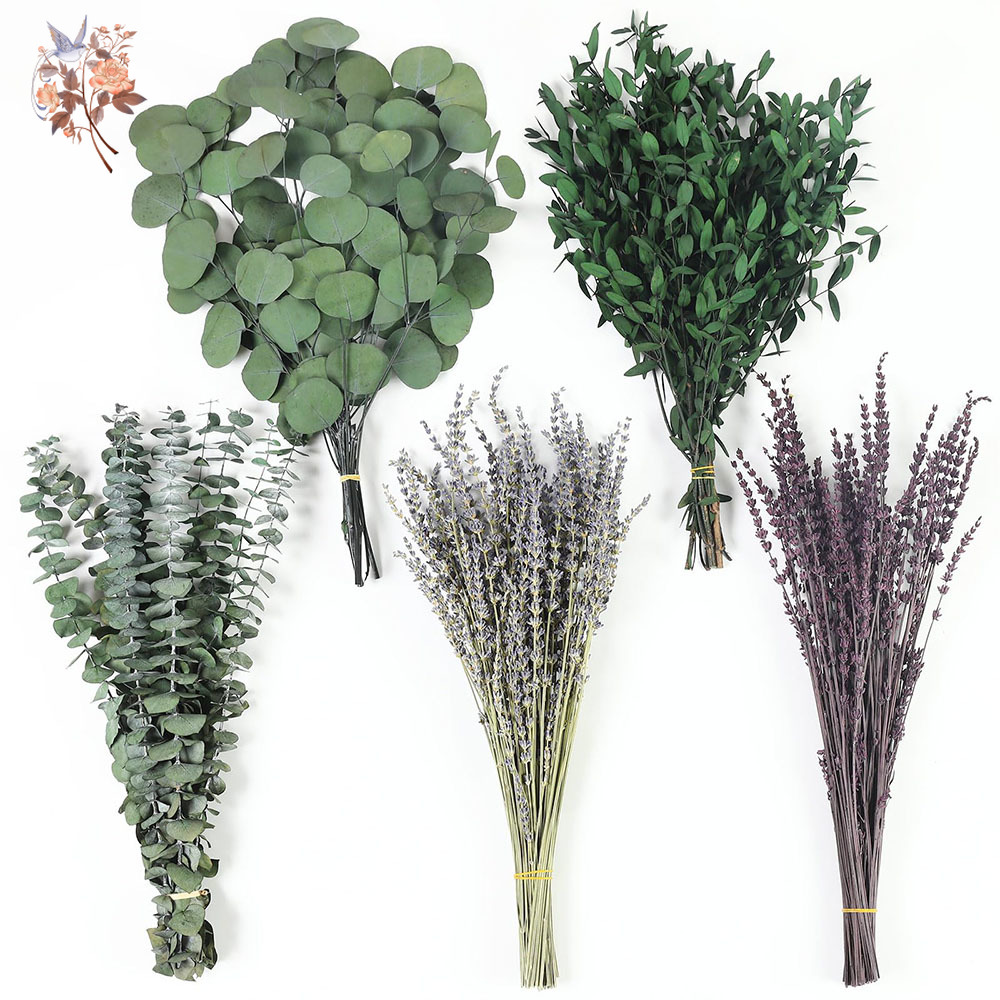 110Pcs Mix Dried Eucalyptus Le - đánh giá và giá Fragrance Your Home